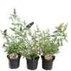 Buddleja Buzz Set Van 3 - Ivory + Midnight + Violet - Pot 3 Ltr -Planten Winkel 1990988973
