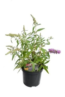 Buddleja Buzz Set Van 3 - Ivory + Midnight + Violet - Pot 3 Ltr -Planten Winkel 1990988976