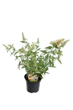 Buddleja Buzz Set Van 3 - Ivory + Midnight + Violet - Pot 3 Ltr -Planten Winkel 1990988979