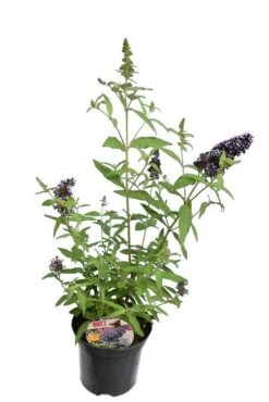 Buddleja Buzz Set Van 3 - Ivory + Midnight + Violet - Pot 3 Ltr -Planten Winkel 1990988982