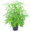 Schefflera Taiwaniana - Totale Hoogte 30-50 Cm - Pot Ø 19 Cm -Planten Winkel 1990989144