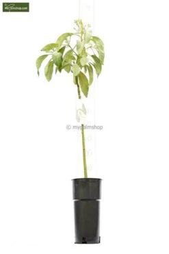 Persea Americana - Totale Hoogte 100-120 Cm - Pot Ø 18 Cm -Planten Winkel 1990989792