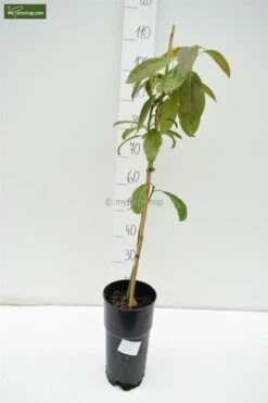 Persea Americana - Totale Hoogte 100-120 Cm - Pot Ø 18 Cm -Planten Winkel 1990989795