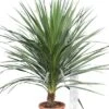 Cordyline Australis - Stam 20-40 Cm - Totale Hoogte 150-180 Cm - Pot Ø 35 Cm -Planten Winkel 1990990767