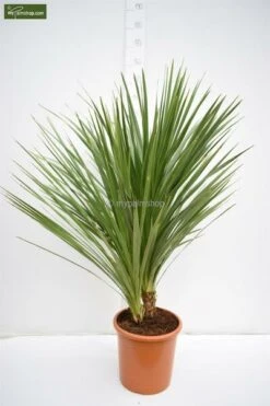 Cordyline Australis - Stam 20-40 Cm - Totale Hoogte 150-180 Cm - Pot Ø 35 Cm -Planten Winkel 1990990770