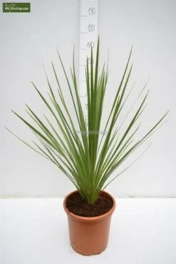 Cordyline Australis - Stam 20-40 Cm - Totale Hoogte 150-180 Cm - Pot Ø 35 Cm -Planten Winkel 1990990773