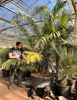 Arenga Engleri Multitrunk - Totale Hoogte 300+ Cm - Pot Ø 95 Cm [pallet]