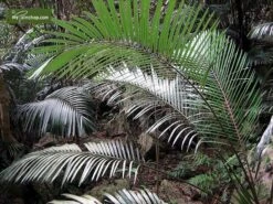 Arenga Engleri Multitrunk - Totale Hoogte 300+ Cm - Pot Ø 95 Cm [pallet] -Planten Winkel 1991044857