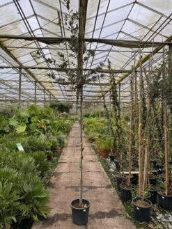 Quercus Ilex - Pot Ø 35 Cm -Planten Winkel 1991044917