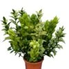Ruscus Hypoglossum - Totale Hoogte 70-90 Cm - Pot Ø 26 Cm