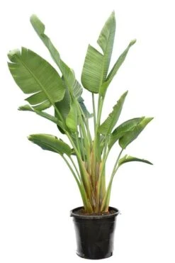 Strelitzia Nicolai - Totale Hoogte 140-160 Cm - Pot Ø 36 Cm - 3 Planten Per Pot [pallet]