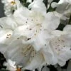 Rhododendron Cunningham's White - Totale Hoogte 50-60 - Pot 5 Ltr -Planten Winkel 1991059176