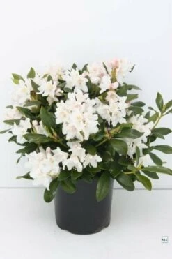 Rhododendron Cunningham's White - Totale Hoogte 50-60 - Pot 5 Ltr -Planten Winkel 1991059179