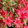 Rhododendron Bollywood - Totale Hoogte 35-45 Cm - Pot 3 Ltr -Planten Winkel 1991064264