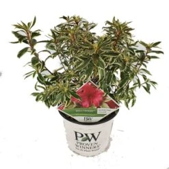 Rhododendron Bollywood - Totale Hoogte 35-45 Cm - Pot 3 Ltr -Planten Winkel 1991064267