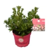 Bloombux Magenta - Rhododendron Micranthum Microhirs - Totale Hoogte 25-40 Cm - Pot 2 Ltr -Planten Winkel 1991072043