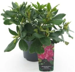 Rhododendron Nova Zembla - Totale Hoogte 50-60 Cm - Pot 5 Ltr -Planten Winkel 1991133222