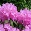 Rhododendron Roseum Elegans - Totale Hoogte 50-60 Cm - Pot 5 Ltr