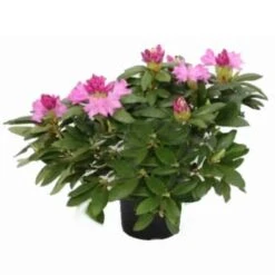 Rhododendron Roseum Elegans - Totale Hoogte 50-60 Cm - Pot 5 Ltr -Planten Winkel 1991133249