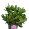 Rhododendron Catawbiense Grandiflorum - Totale Hoogte 50-60 Cm - Pot 5 Ltr -Planten Winkel 1991133318