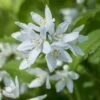 Deutzia Yuki Snowflake - Totale Hoogte 30-40 - Pot 3 Ltr 2 Deutzia Yuki Snowflake - Totale Hoogte 30-40 - Pot 3 Ltr -Planten Winkel 1991142660