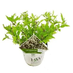 Deutzia Yuki Snowflake - Totale Hoogte 30-40 - Pot 3 Ltr -Planten Winkel 1991142663