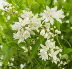 Deutzia Yuki Snowflake - Totale Hoogte 30-40 - Pot 3 Ltr -Planten Winkel 1991142669