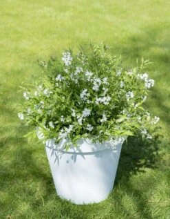 Deutzia Yuki Snowflake - Totale Hoogte 30-40 - Pot 3 Ltr -Planten Winkel 1991142675