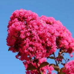 Lagerstroemia Indica Berry Dazzle - Totale Hoogte 30-40 Cm - Pot Ø 18 Cm -Planten Winkel 1991161941
