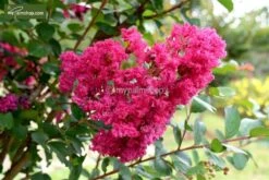 Lagerstroemia Indica Berry Dazzle - Totale Hoogte 30-40 Cm - Pot Ø 18 Cm -Planten Winkel 1991161944