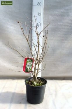 Lagerstroemia Indica Berry Dazzle - Totale Hoogte 30-40 Cm - Pot Ø 18 Cm -Planten Winkel 1991161947