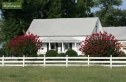 Lagerstroemia Indica Berry Dazzle - Totale Hoogte 30-40 Cm - Pot Ø 18 Cm -Planten Winkel 1991161950