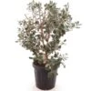 Acca Sellowiana - Pot Ø 40 Cm [pallet] -Planten Winkel 1991170806