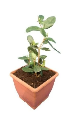 Acca Sellowiana - Pot Ø 24 Cm 11 Acca Sellowiana - Pot Ø 24 Cm -Planten Winkel 1991170863