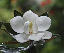 Magnolia Grandiflora Little Gem - Totale Hoogte 110-130 Cm - Pot Ø 22 Cm -Planten Winkel 1991173212