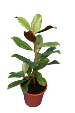 Magnolia Grandiflora Nantais - Totale Hoogte 60+ Cm - Pot Ø 22 Cm -Planten Winkel 1991173233