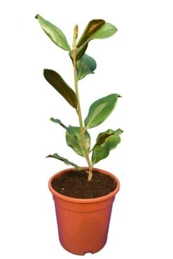 Magnolia Grandiflora Goliath - Totale Hoogte 50+ Cm - Pot Ø 22 Cm -Planten Winkel 1991173248