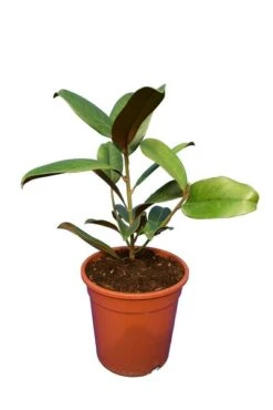 Magnolia Grandiflora Gloriosa - Totale Hoogte 40+ Cm - Pot Ø 22 Cm -Planten Winkel 1991173341