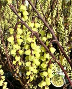 Stachyurus Chinensis Celina - Totale Hoogte 70-90 Cm - Pot Ø 19 Cm -Planten Winkel 1991174550