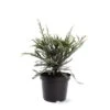 Sequoia Sempervirens Adpressa 3 Ltr -Planten Winkel 1991176134