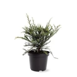 Sequoia Sempervirens Adpressa 3 Ltr