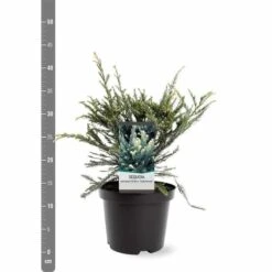 Sequoia Sempervirens Adpressa 3 Ltr -Planten Winkel 1991176137