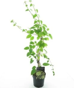 Schizophragma Fauriei Angel Wings - Totale Hoogte 60-80 Cm - Pot Ø 17 Cm