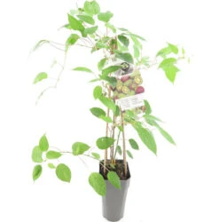 Actinidia Arguta Mammy Weiki 2 Ltr