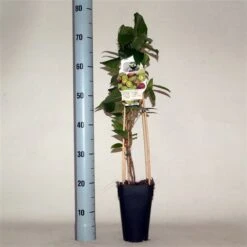 Actinidia Arguta Mammy Weiki 2 Ltr -Planten Winkel 1991177739