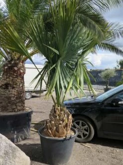 Sabal Minor - Totale Hoogte 180+ Cm - Stamhoogte 30-40 Cm - Pot Ø 60 Cm [pallet]