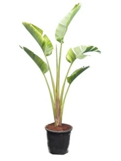 Strelitzia Augusta - Totale Hoogte 180+ Cm - Pot Ø 38 Cm [pallet]
