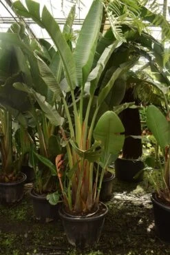 Strelitzia Augusta - Totale Hoogte 180+ Cm - Pot Ø 38 Cm [pallet] -Planten Winkel 1991489289