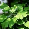 Ginkgo Biloba - Totale Hoogte 40+ Cm - Pot Ø 17 Cm -Planten Winkel 1991489322