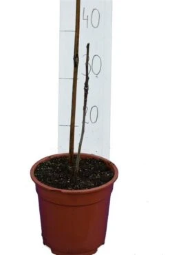 Ginkgo Biloba - Totale Hoogte 40+ Cm - Pot Ø 17 Cm -Planten Winkel 1991489325